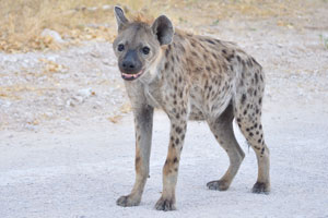 A spotted hyena is tenderly looking at me