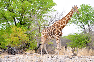 Giraffes seek out areas enriched with acacia plants