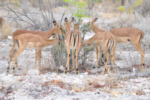 The impala is one of the many species of antelope that is found inhabiting the African wilderness