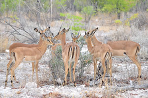 In the case of danger impala will bark out an alarm that puts the entire herd to flight