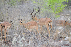 The male impala are well-known for their curved horns that are able to reach lengths of around 90 cm