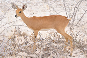 The steenbok “Raphicerus campestris” is a common small antelope of southern and eastern Africa