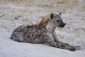 A spotted hyena is lying on the ground
