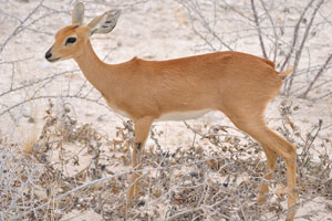Steenboks are found in the semi-desert, open woodlands and thickets of eastern and southern Africa