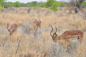 A running impala will simply jump over anything in its path