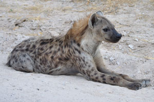 The spotted hyena is a highly successful animal, being the most common large carnivore in Africa