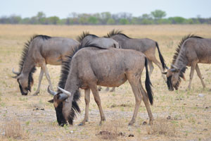 The blue wildebeest “Connochaetes taurinus”