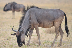 It appears that the Blue wildebeest was created from the spare parts of different animals