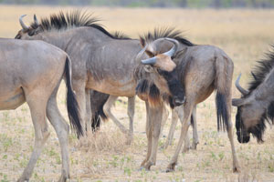 Blue wildebeests can reach 8 feet in length, stand 4.5 feet tall at the shoulders and weigh up to 600 pounds