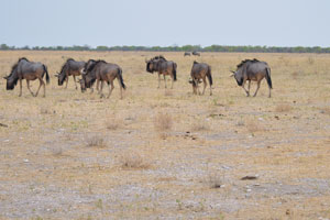 The Blue wildebeest is very agile and can attain a running speed of almost 80 km/h (50 mph)