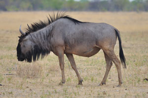 The Blue wildebeest has the forequarters of the ox, the hindquarters of an antelope and the tail of a horse