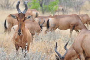The red hartebeest “Alcelaphus buselaphus caama or A. caama” is a species of even-toed ungulate in the family Bovidae found in Southern Africa