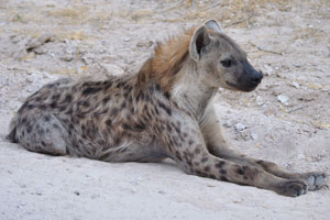 The head of the spotted hyena is wide and flat with a blunt muzzle and broad rhinarium