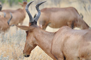 The red hartebeest is closely related to the tsessebe and the topi
