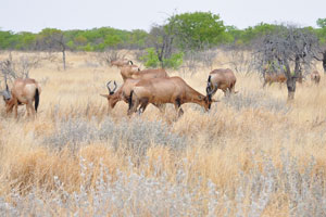 The red hartebeest is primarily found in southwestern Africa