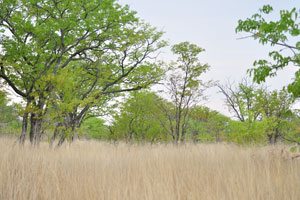 This is a forest at the shoreline of Etosha Pan