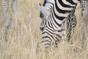 Burchell's zebras are grazing near Etosha Pan