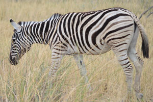 The striking black and white colours of the coat of Burchell's zebras are breathtaking