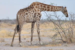 How tall is a giraffe?