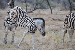 A Burchell's zebra is kicking with both hind legs