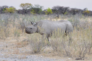 Rhinoceroses are characterized by the possession of one or two horns on the upper surface of the snout