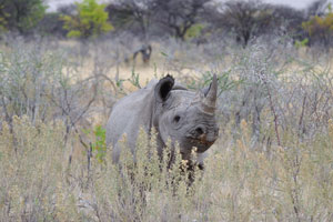 The horns of Rhinoceroses are not true horns but are composed of keratin, a fibrous protein found in hair
