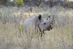 There are two species of African rhinos, the white rhino and black rhino, and each is distinct in its own way
