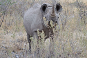 Rhinos have become victims of organized crime