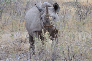 In the wild, the adult black or white rhino has no predators except for humans