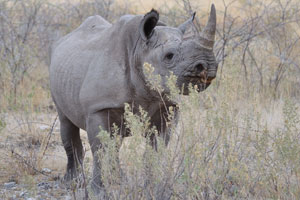 Rhinos are hunted and killed for their horns