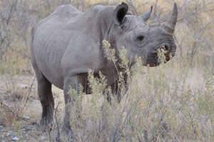 The major demand for rhino horn is in Asia, where it is used in ornamental carvings and traditional medicine