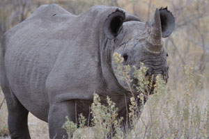 Rhino horn is touted as a cure for hangovers, cancer, and impotence