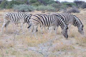 A herd of Burchell's zebras is grazing