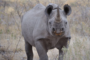 Truly, rhino horn is as effective at curing cancer as chewing on your fingernails