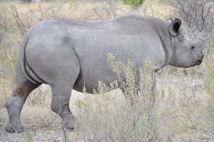 As human populations rise and cities grow, logging, agriculture, roads, and settlements destroy rhino habitats