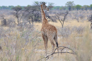 Giraffes prefer woodlands areas in their natural habitat
