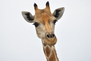 Giraffes use grasslands only for traveling