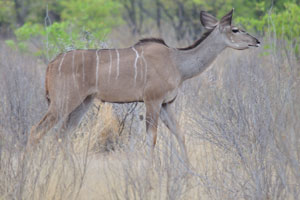 A Greater kudu female