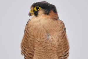 The peregrine falcon “Falco peregrinus”