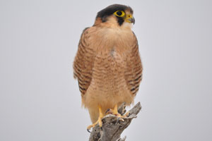 The peregrine falcon lives mostly along mountain ranges, river valleys, coastlines, and increasingly in cities