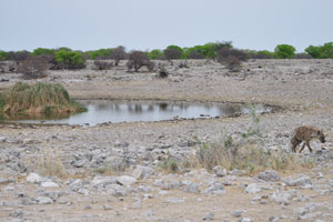 Homob Waterhole is located at the following geo coordinates: -19.05224, 16.19373