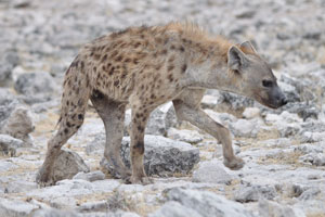 A dirty spotted hyena is at Homob Waterhole