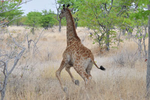 A little giraffe tries to escape from us
