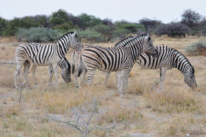 Burchell's zebra is named after the British explorer and naturalist William John Burchell