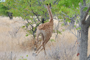 A little giraffe is quickly running away