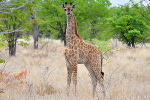 A lovely giraffe's calf