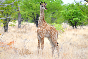 The giraffe's calf can stand up and walk after about an hour and within a week it starts to sample vegetation