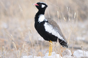 The northern black korhaan “Afrotis afraoides”, also known as the white-quilled bustard, is a species of bird in the bustard family Otididae
