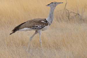 The kori bustard sizes 120 cm high when head and neck are raised