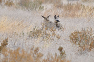 Two bat-eared foxes